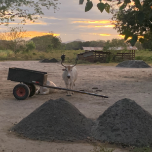 Costa Rica oxcart